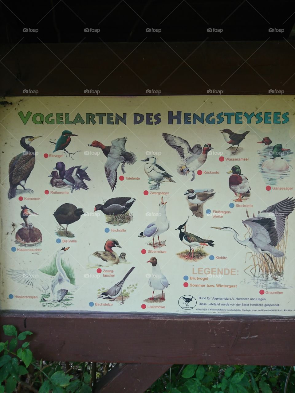 Vogelarten