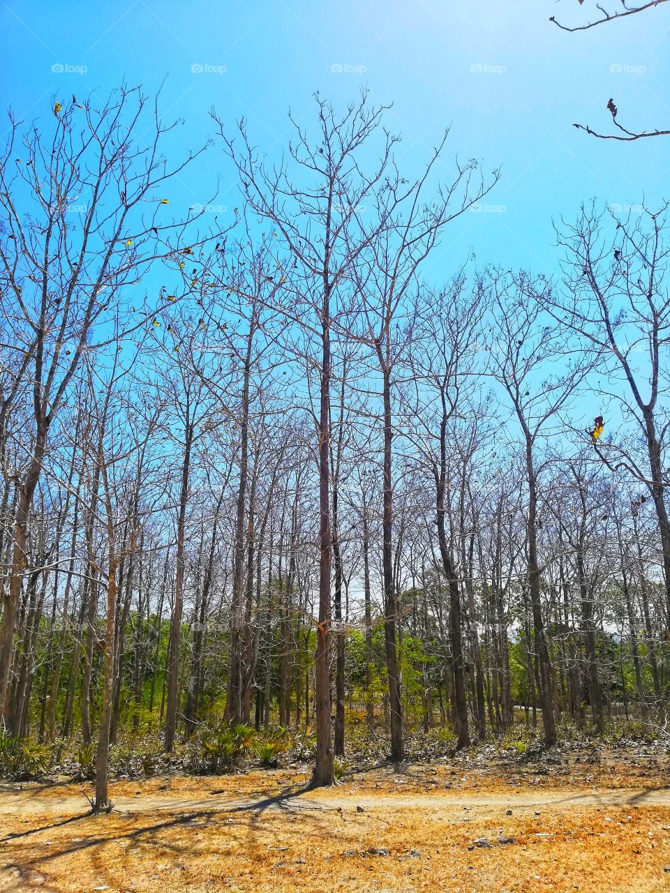 impact of dry season in a wood inside the Nusa Tenggara Timur of Indonesia