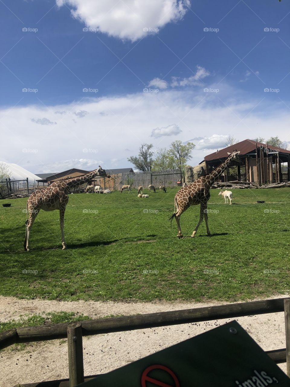 Giraffe at zoo safari set