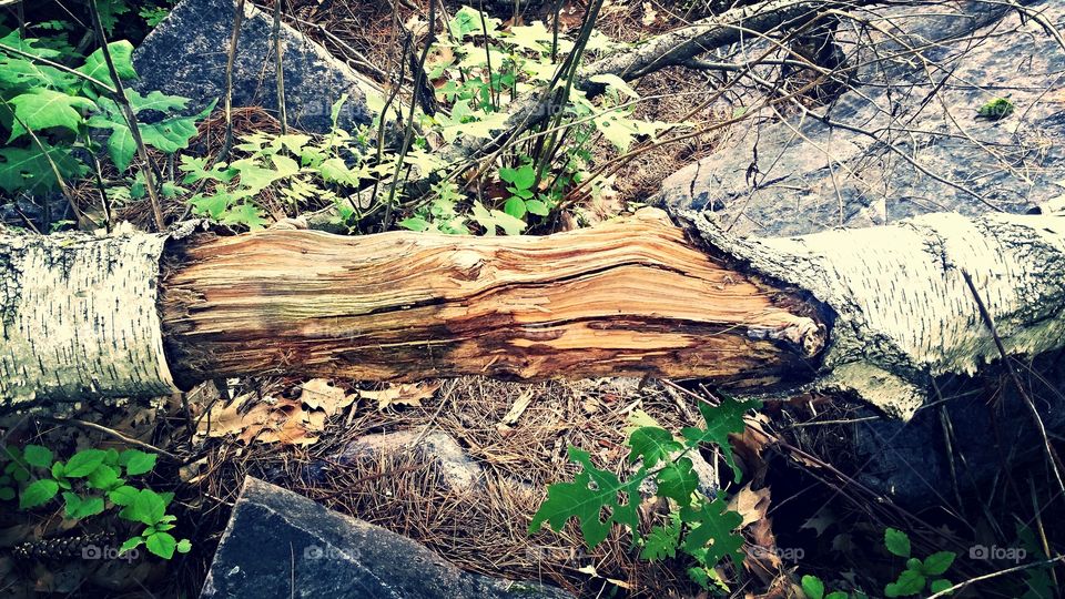 forest. Devils Lake trails