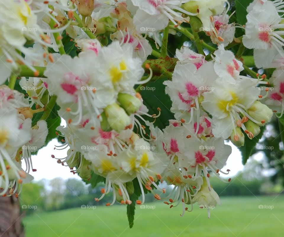 Kastanienbaum blühen Blüten Blume flower