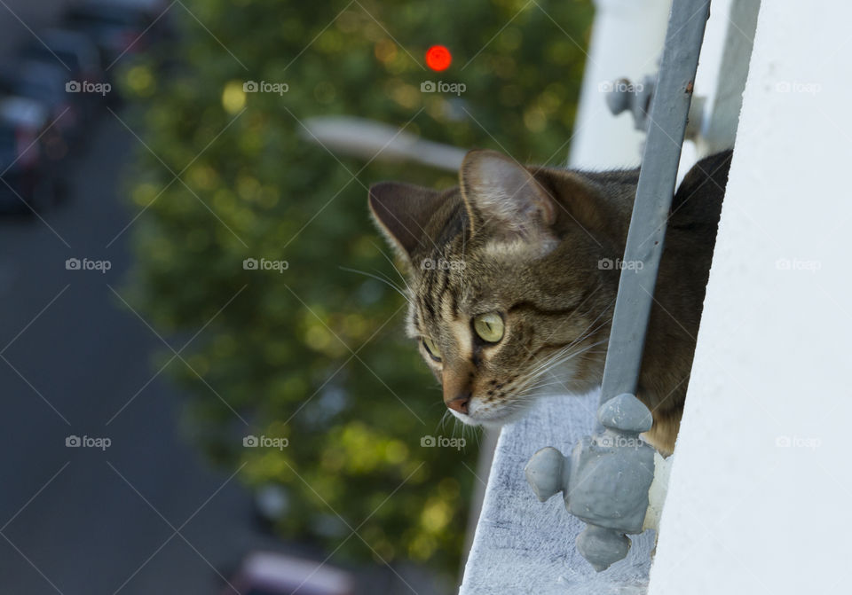 Tabby cat looks out of the window. 