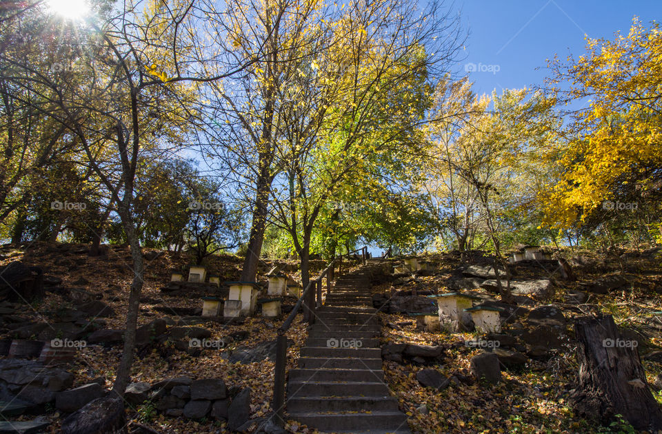 stairs in the park in autumn