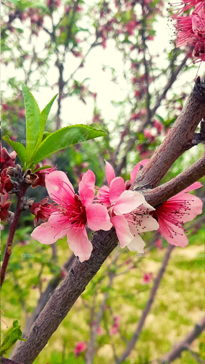 nature in Jordan 🇯🇴
