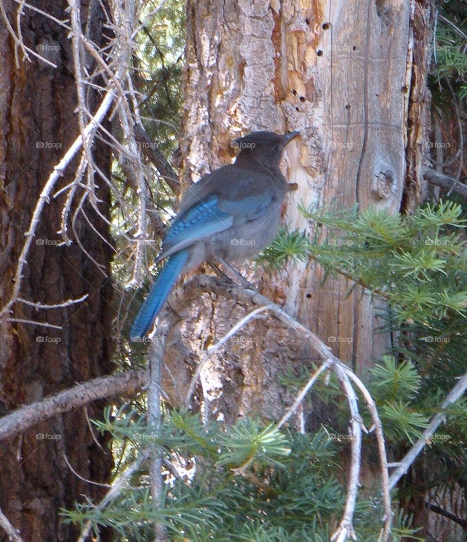 Stellar Jay