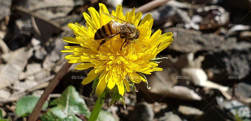 Bee