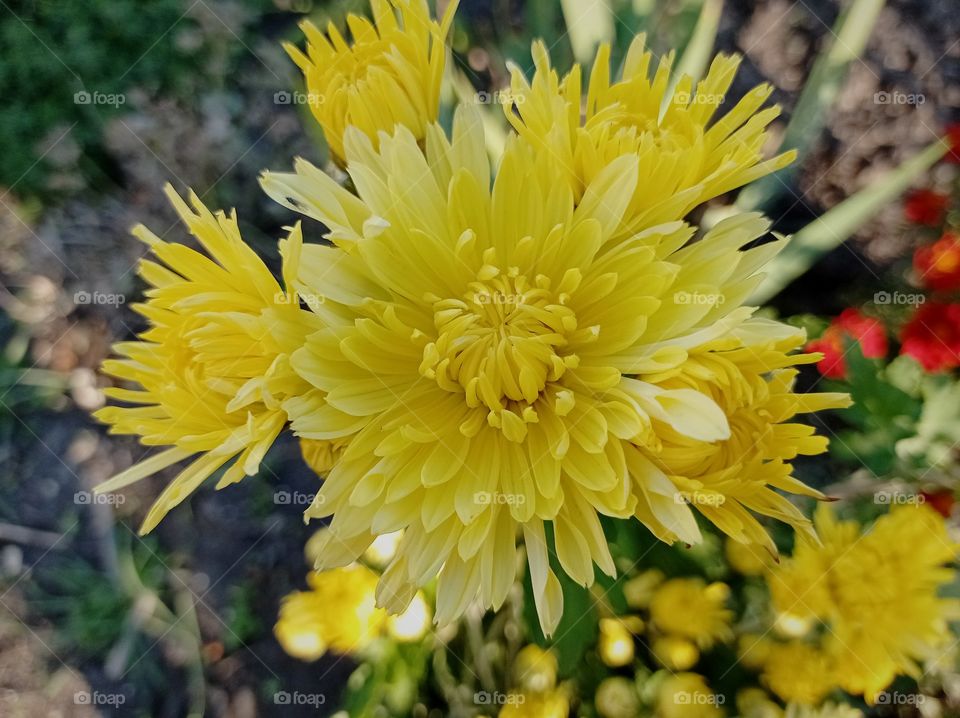 Yellow chrysanthemums in the garden.