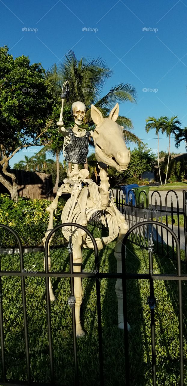 skeleton horse and rider Happy Halloween!