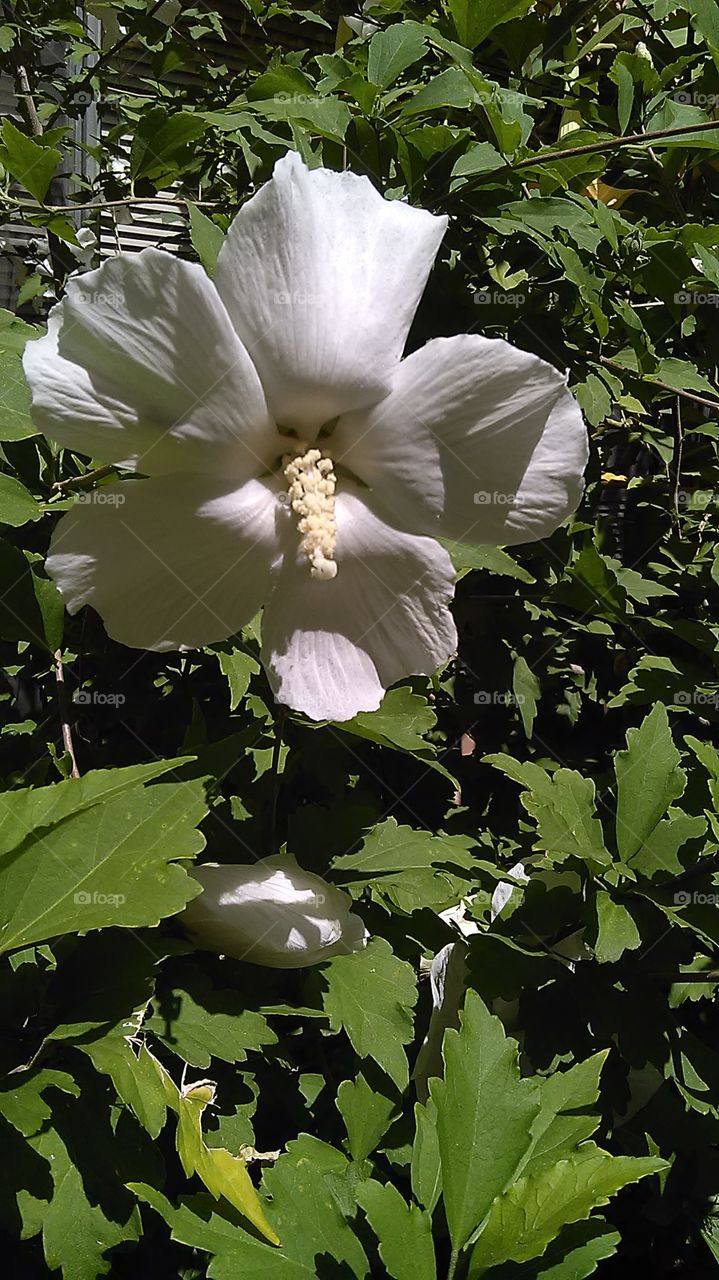 Honeysuckle. Out walking in my neighborhood