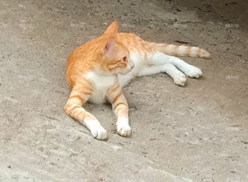 A street cat