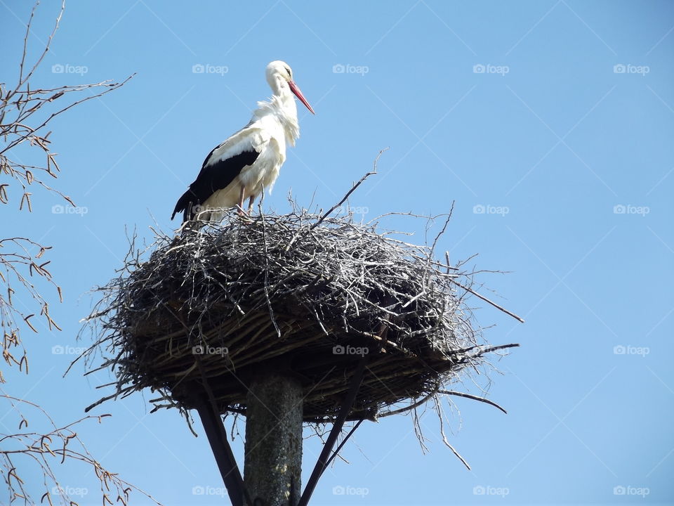 stork