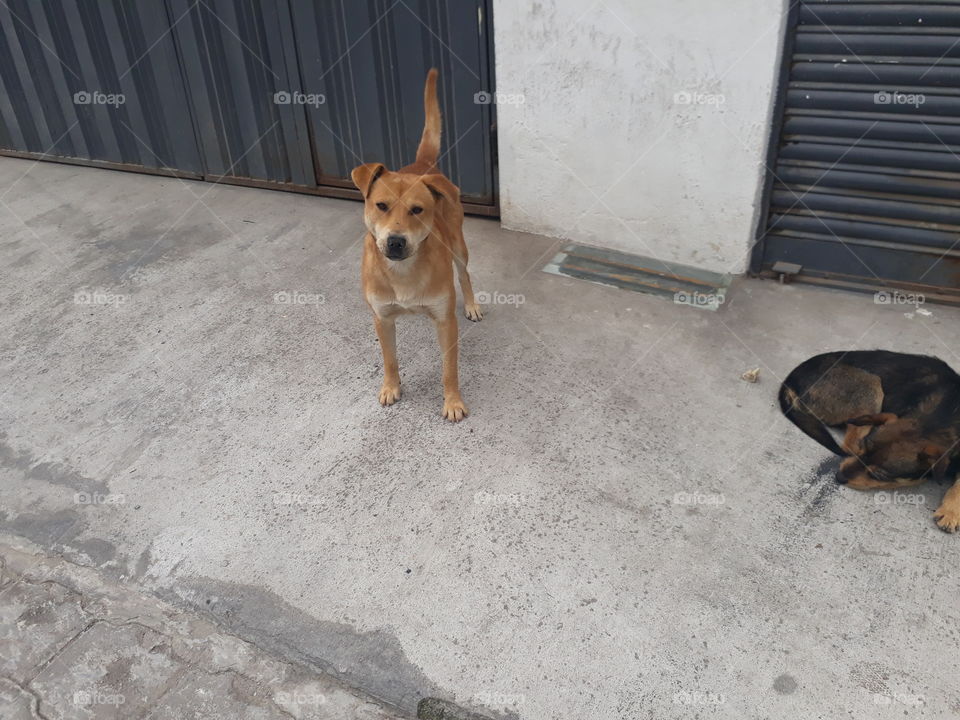 perro callejero que vive en la calle su reacción ante una foto