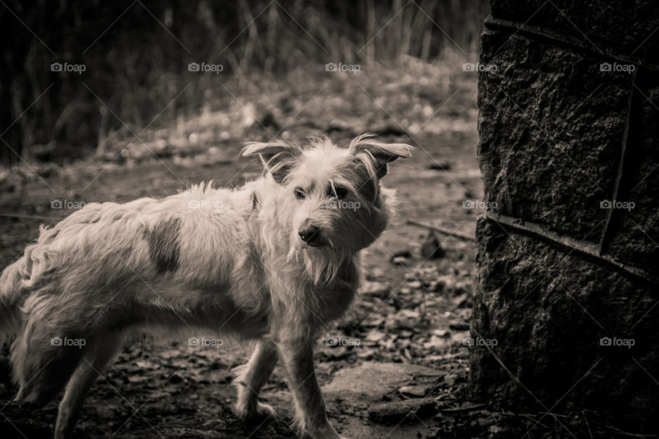 Dog in ruins