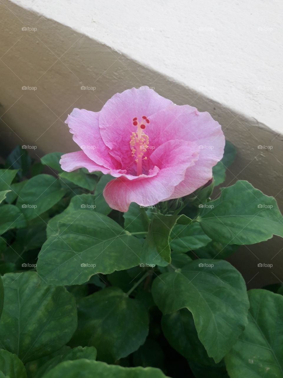 pink hibiscus