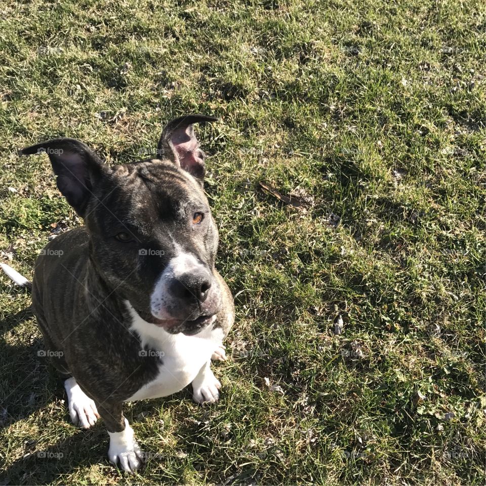 Brindle pit bull