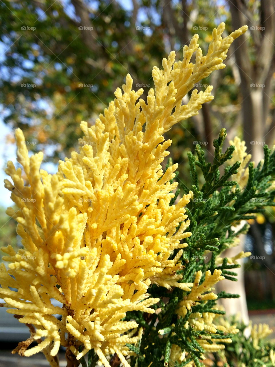 yellow leaves