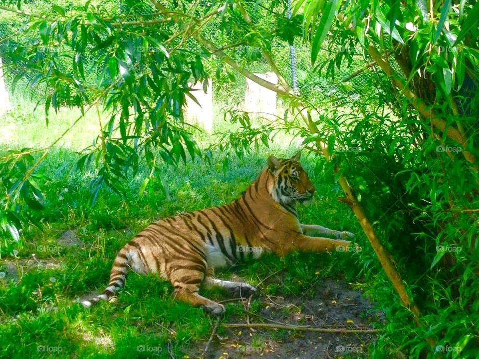 Resting tiger. Tiger resting on a warm day