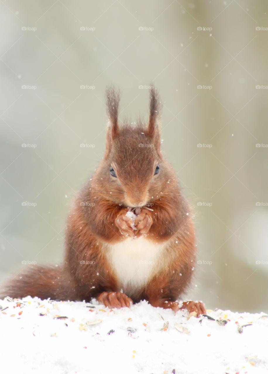 Squirrel in snowy weather