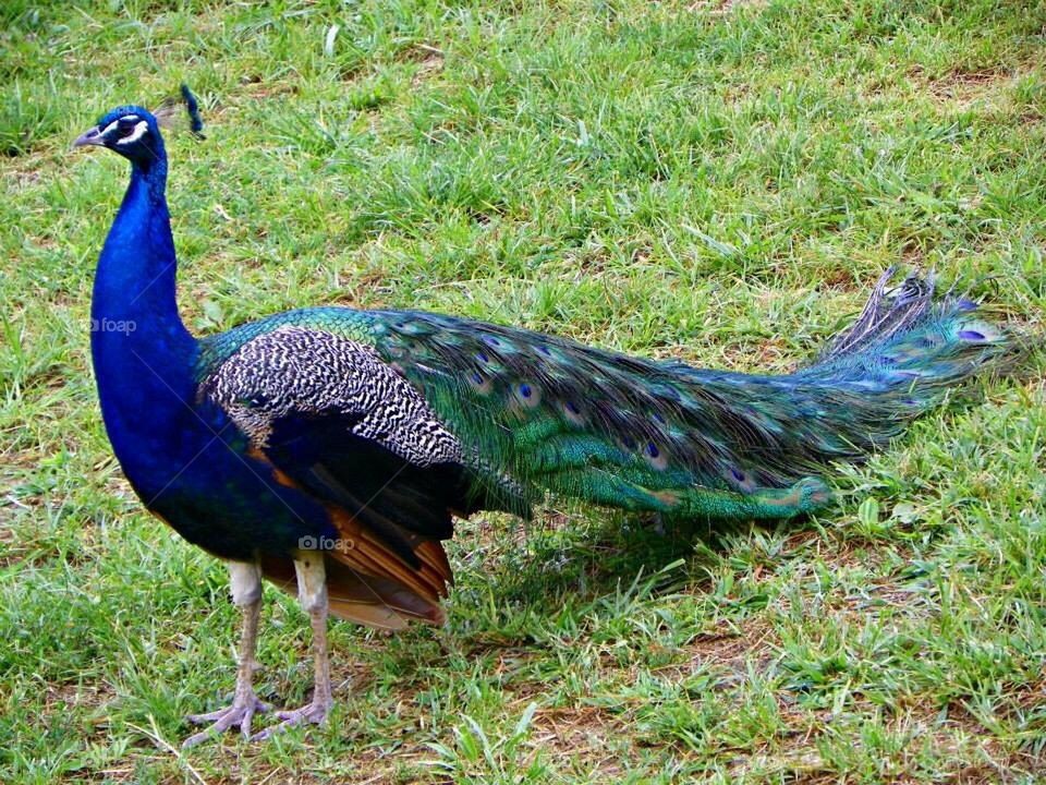 Peacock