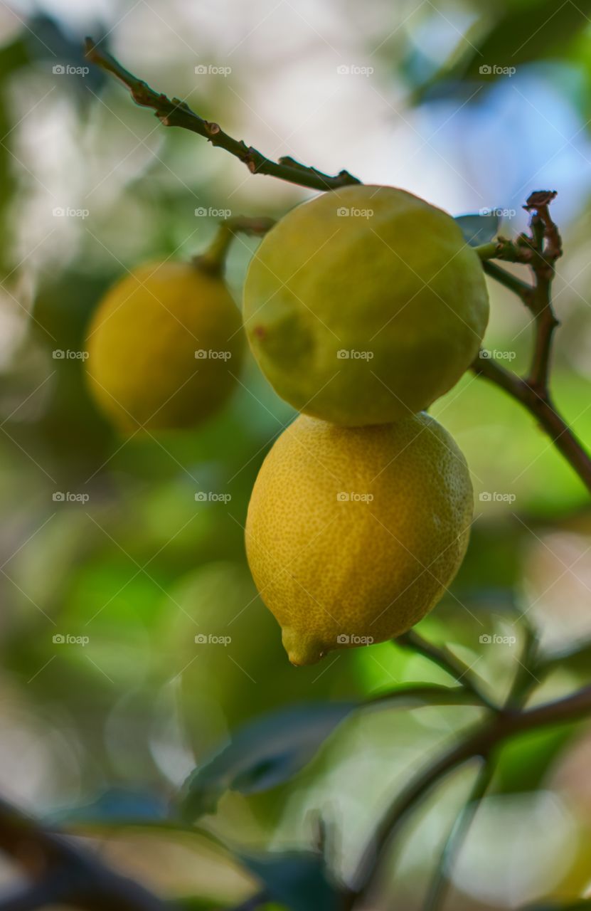 Close-up of lemons