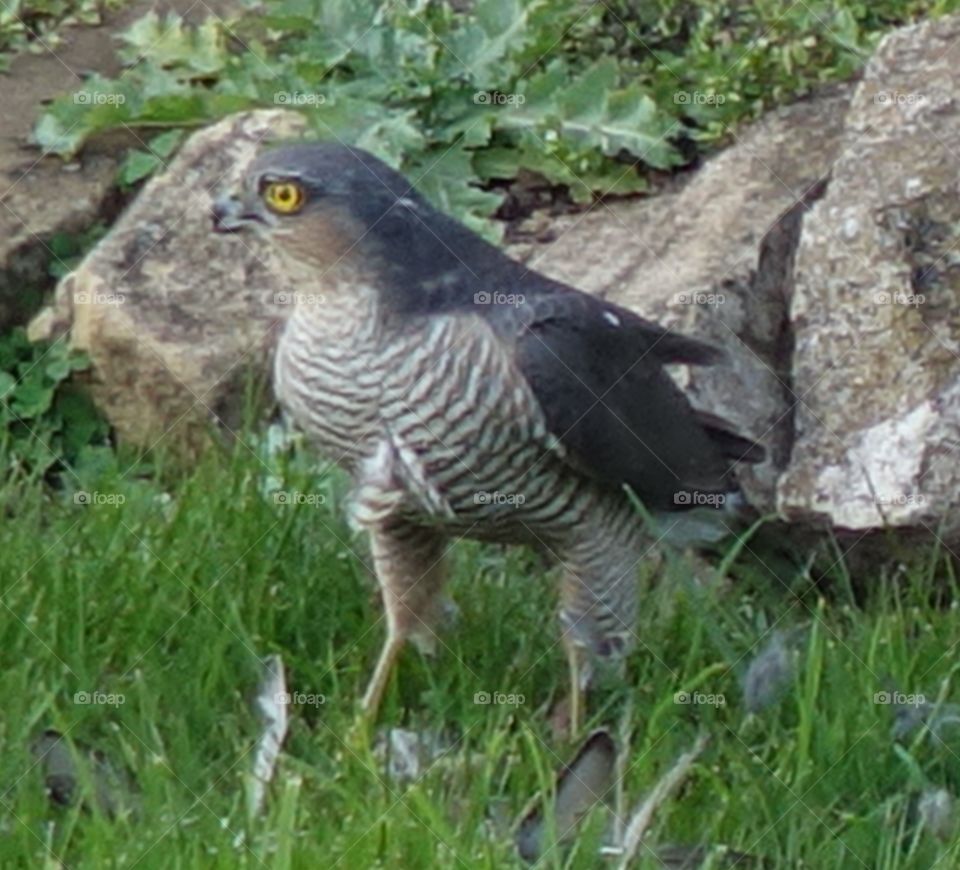 Female sparrowhawk