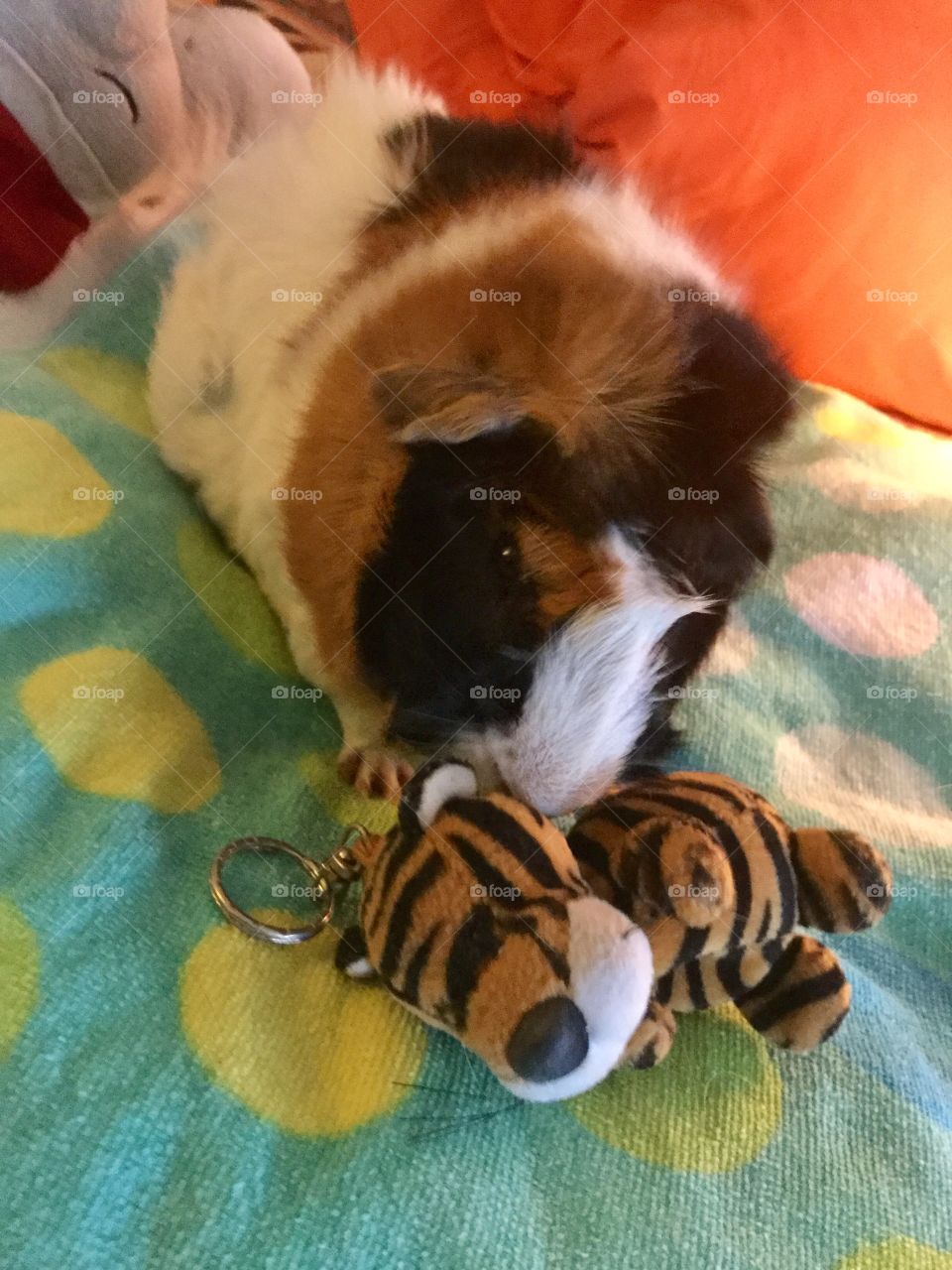 Sammy loves his toy Tigger 