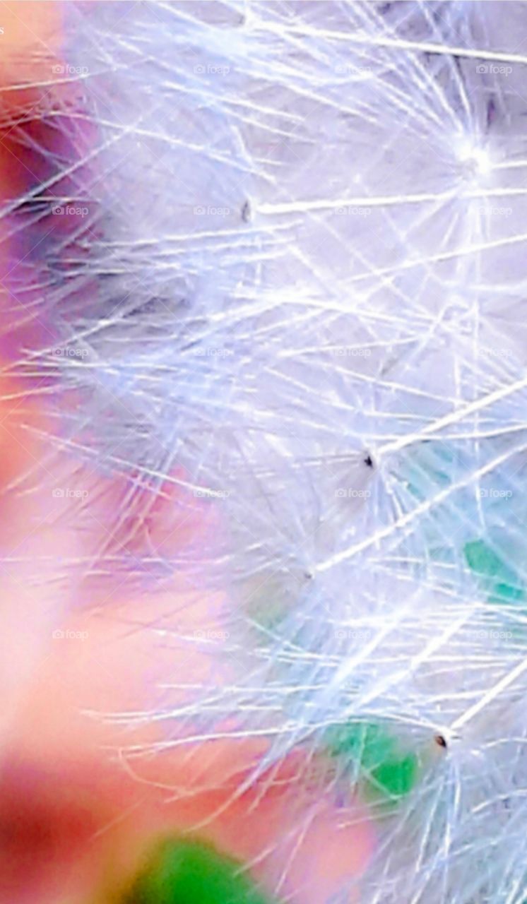 foap mission I took it with my cell phone dandelion seed in bright Spring sunshine