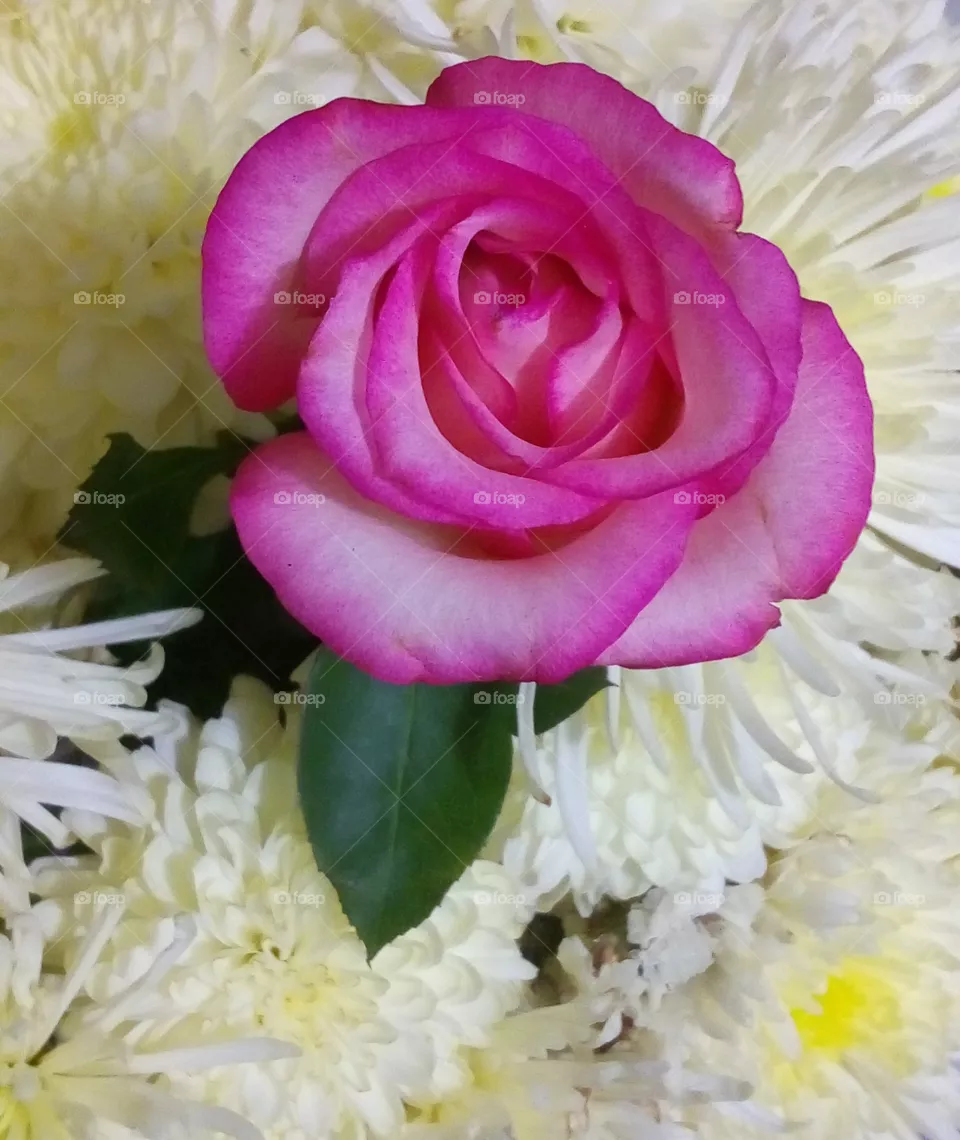 rose
