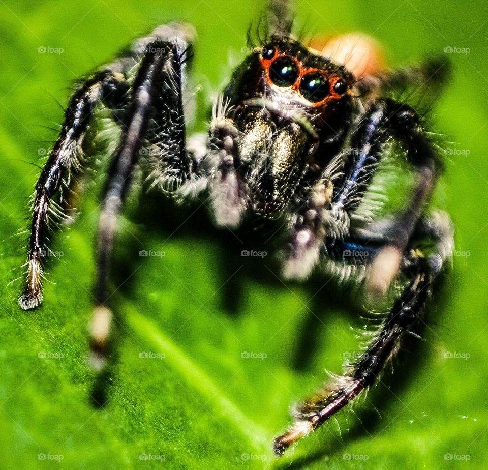 Jump spider