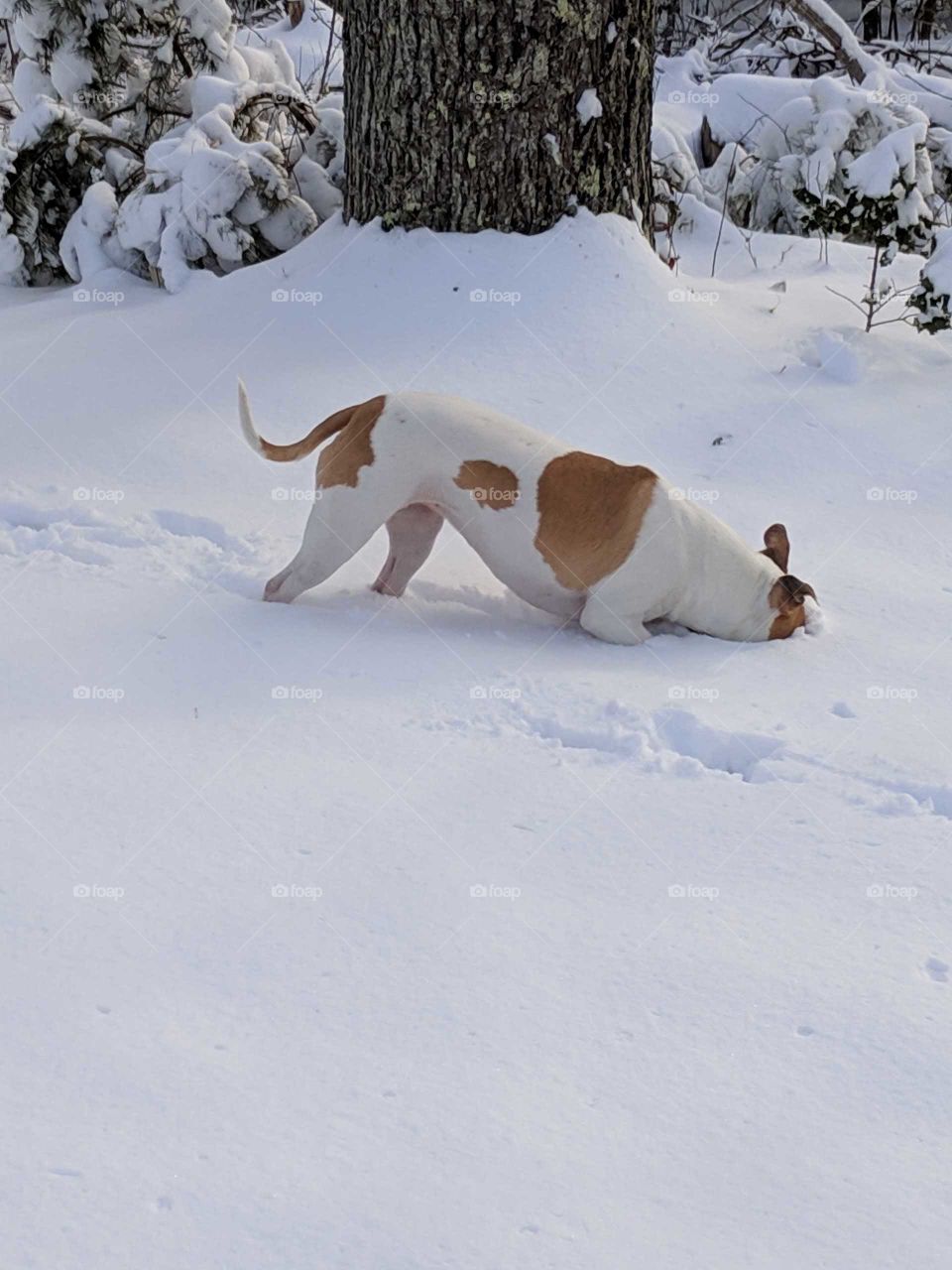 Nikki the pit bull found something buried deep in the snow