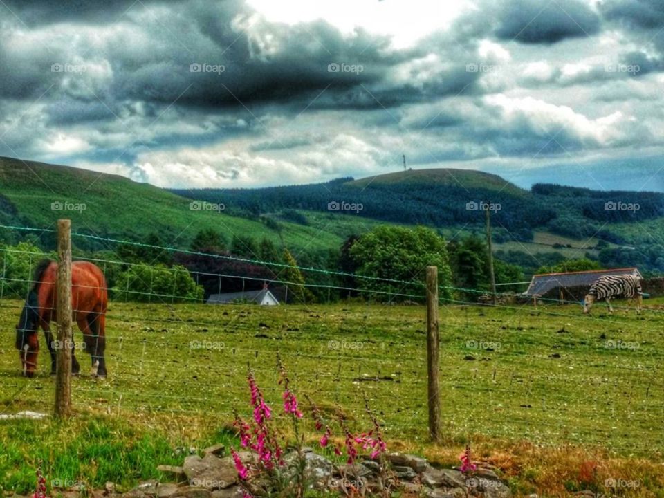 Horses on Cwmbach mountain, Aberdare, South Wales (June 2018)