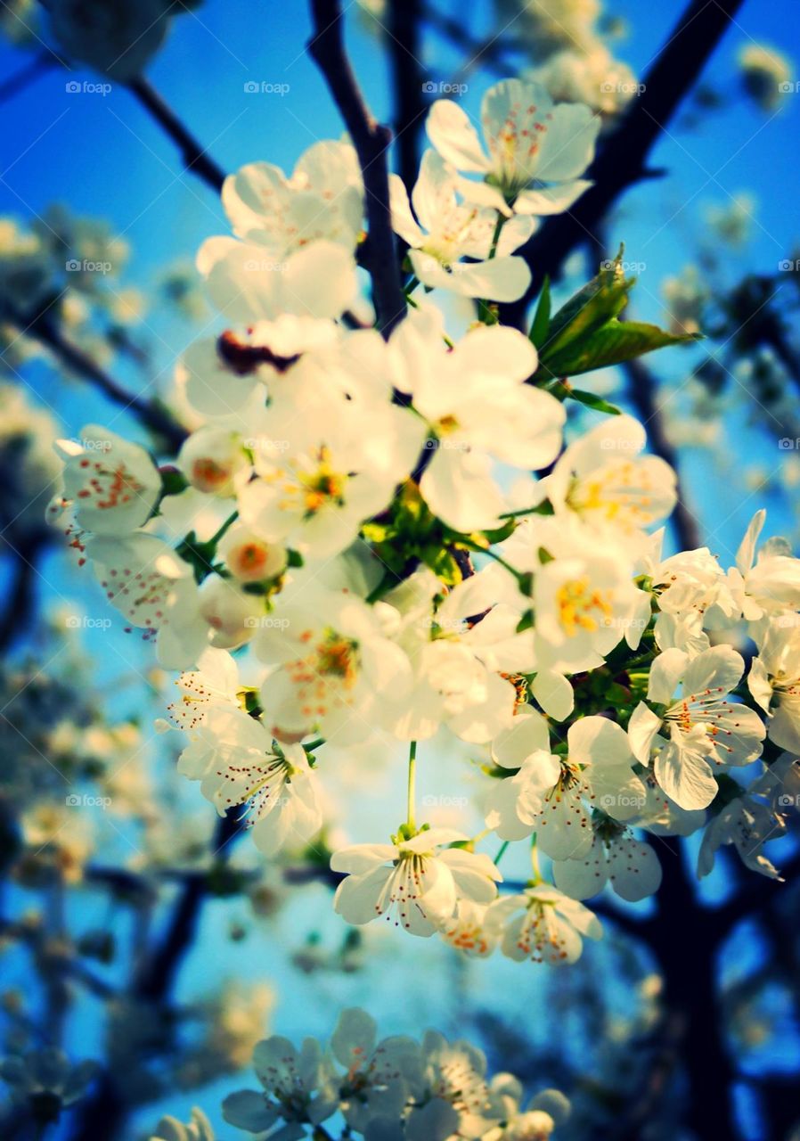 Blooming tree