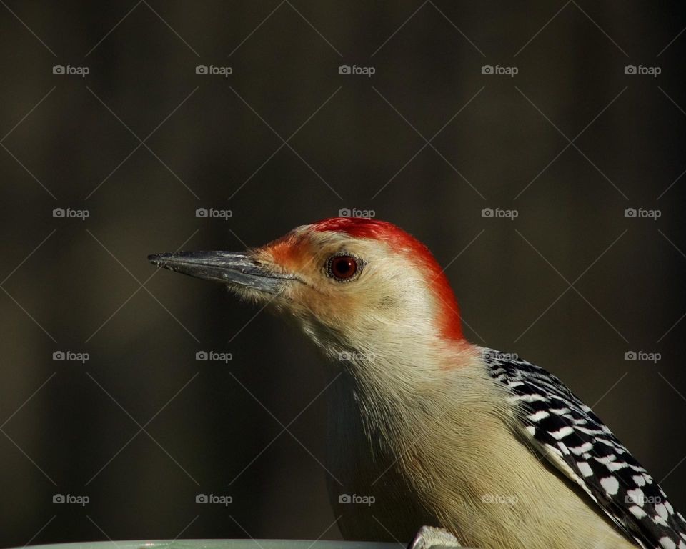 Red bellied Woodpecker have red eyes