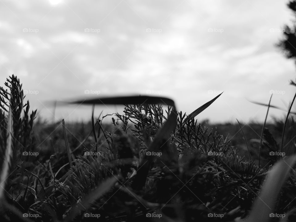 Some grass in black and white