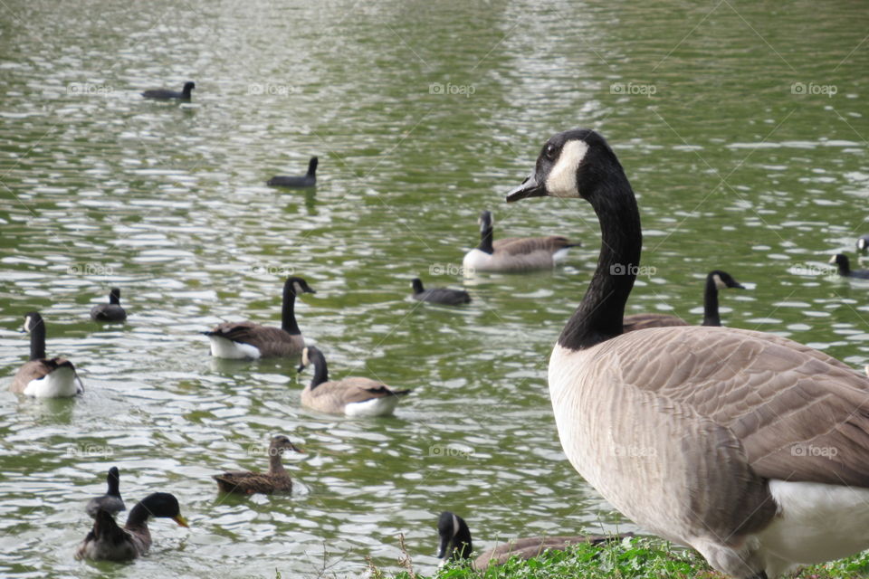 Goose and ducks