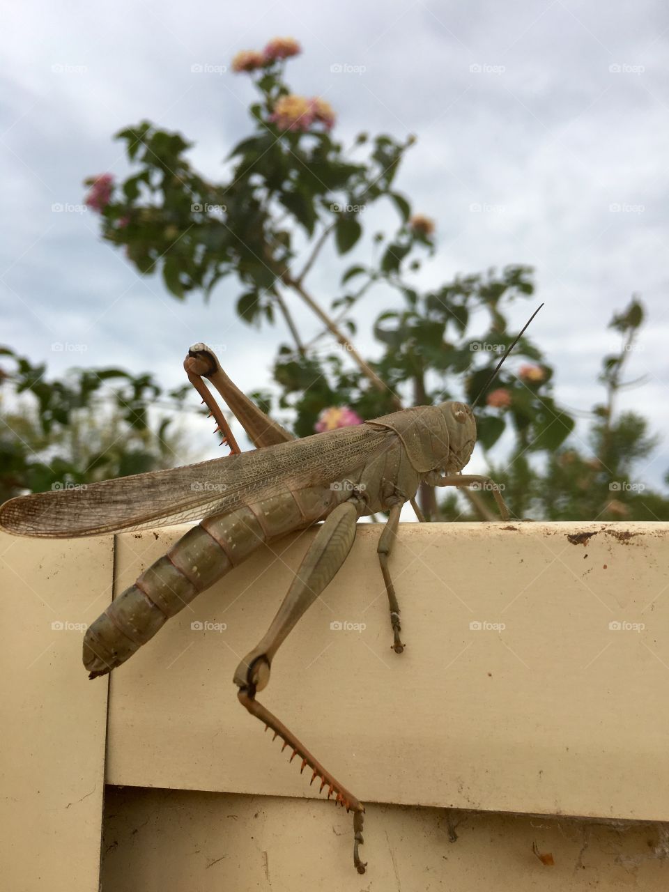 Giant grasshopper locust climbing backyard fence closeup 