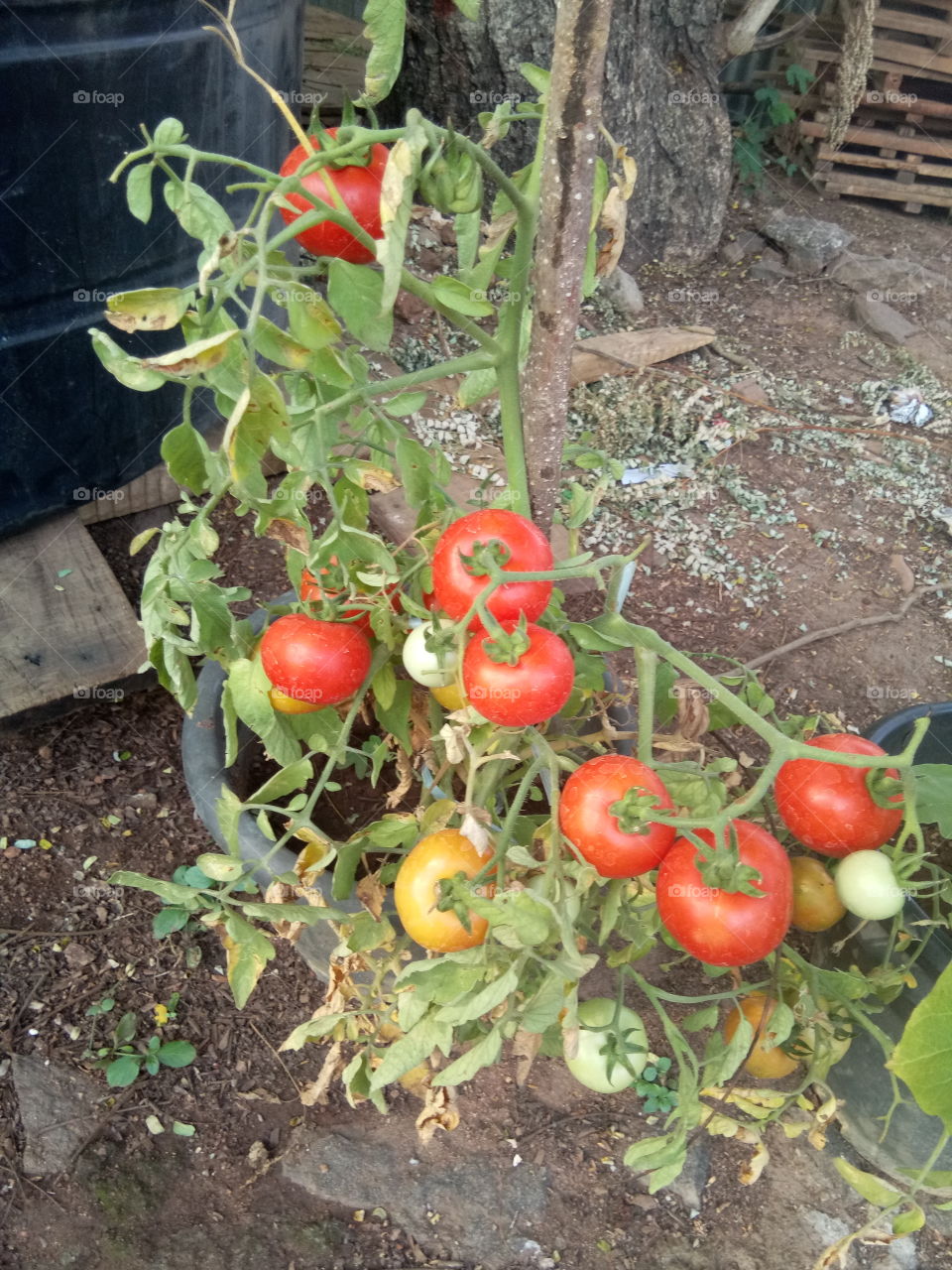 Tomatto