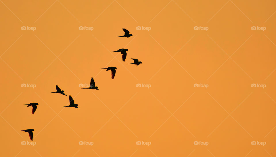 Silhouette of birds flying in sky