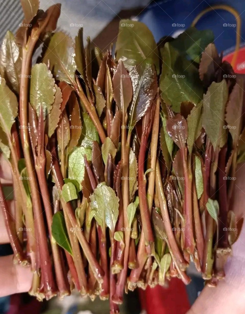 A very beautiful picture, and there is no better picture than it. There is no better picture of green herbs and colorful, red and white roses than it. Glory be to God, the natural and picturesque view, and there is no more