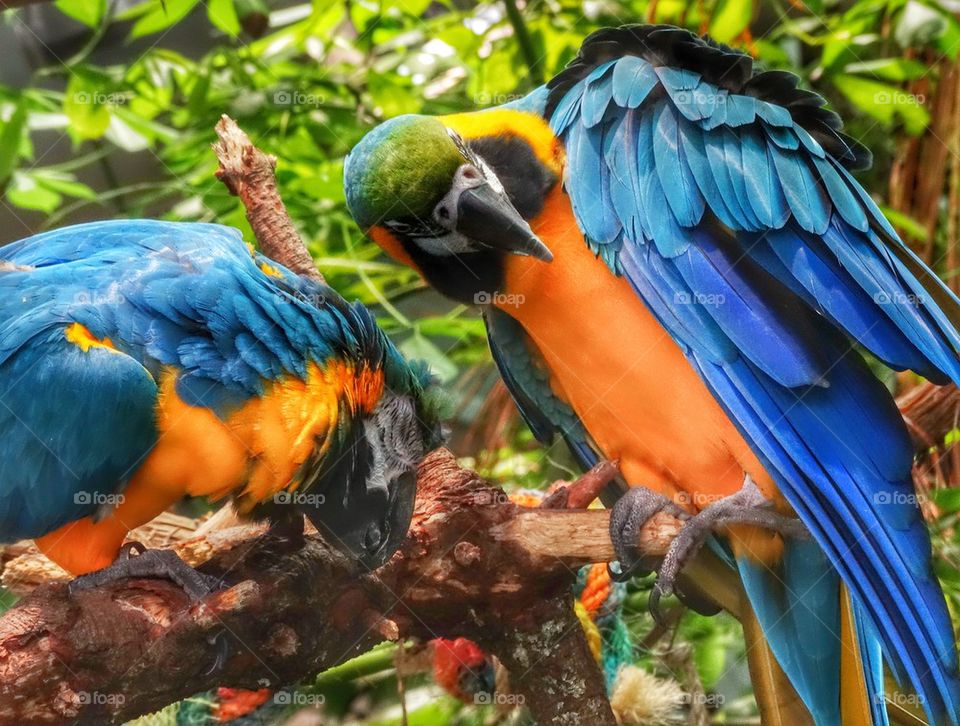 Blue And Yellow Macaws. Colorful Birds Of Paradise
