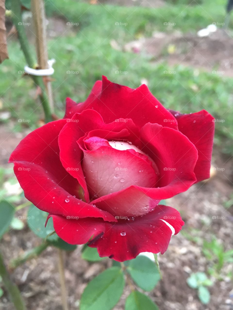 Red roses dripped by the rain.  Spring has come, announcing life in abundance from nature! / Rosas vermelhas gotejadas pela chuva. Chegou a primavera, anunciando a vida em abundância da natureza!