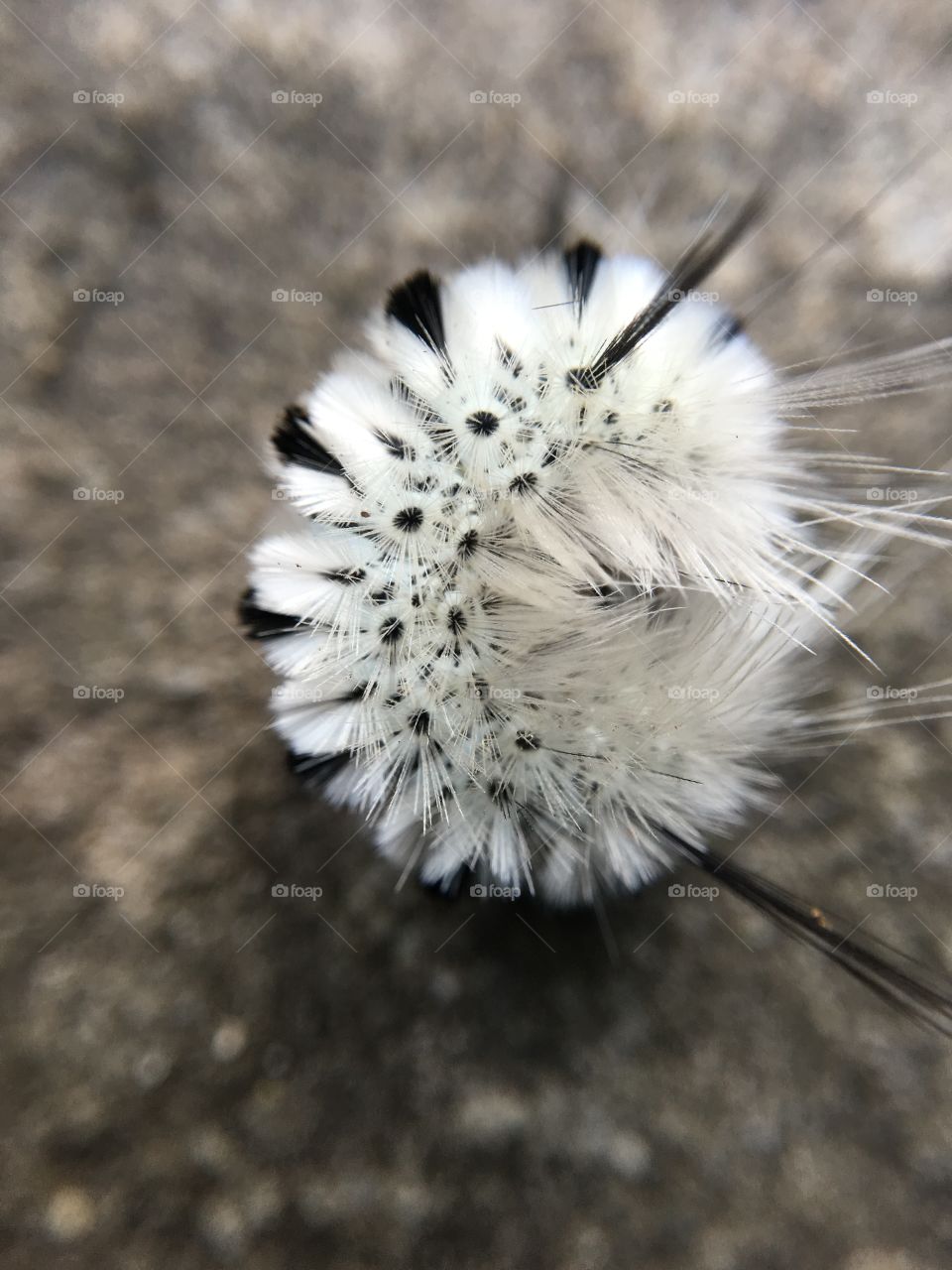 Black and white caterpillar with feather like hair closeup detail macro of the poisonous  "Hickory Tussock Moth Caterpillar" 