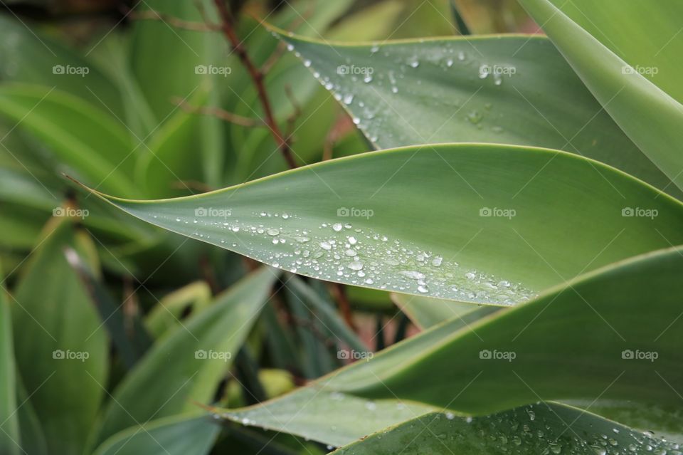 green plants with crystalline drops