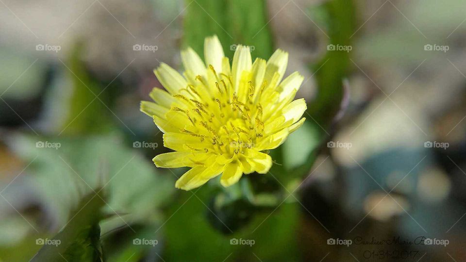 Yellow Weed Flower