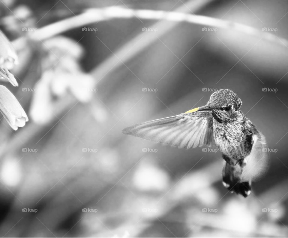 B&W hummingbird