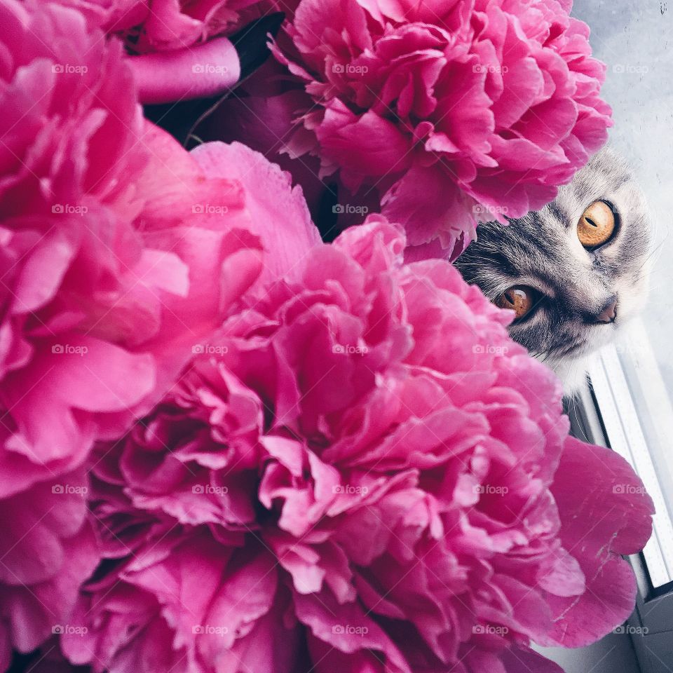 cat in flowers