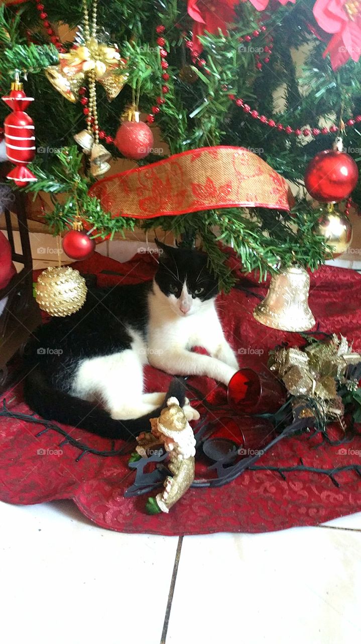 Never see a cat before who think he is a christmas gift