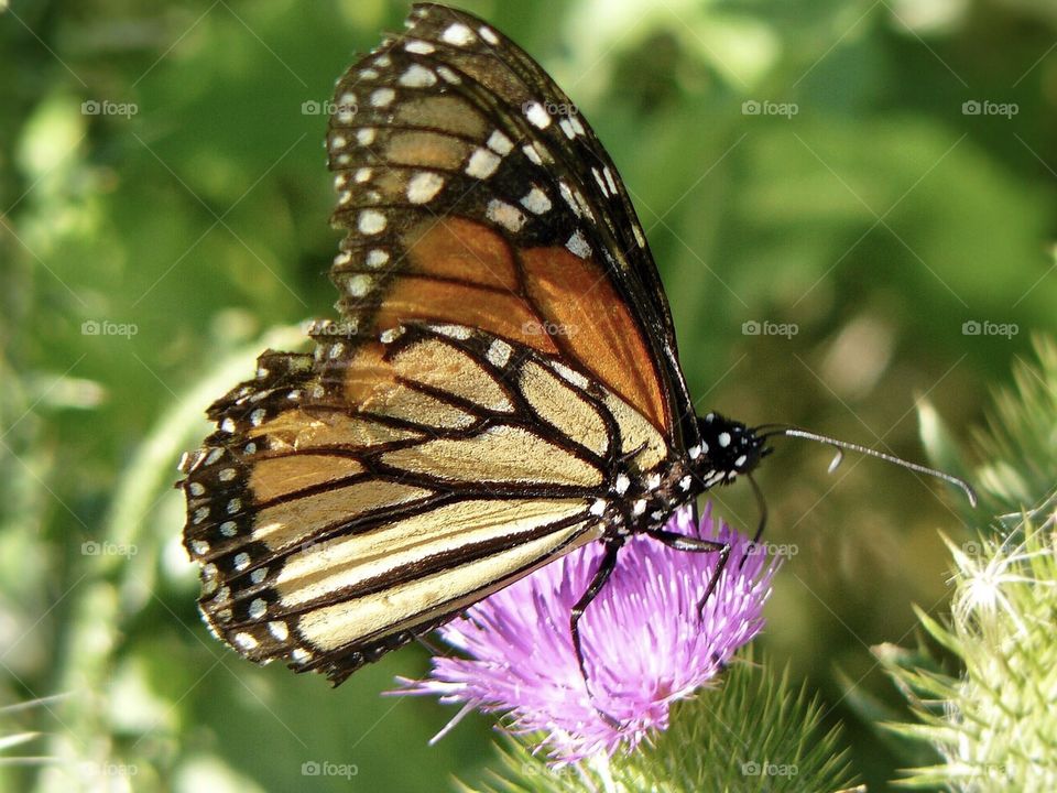 Monarch on a thistle 
