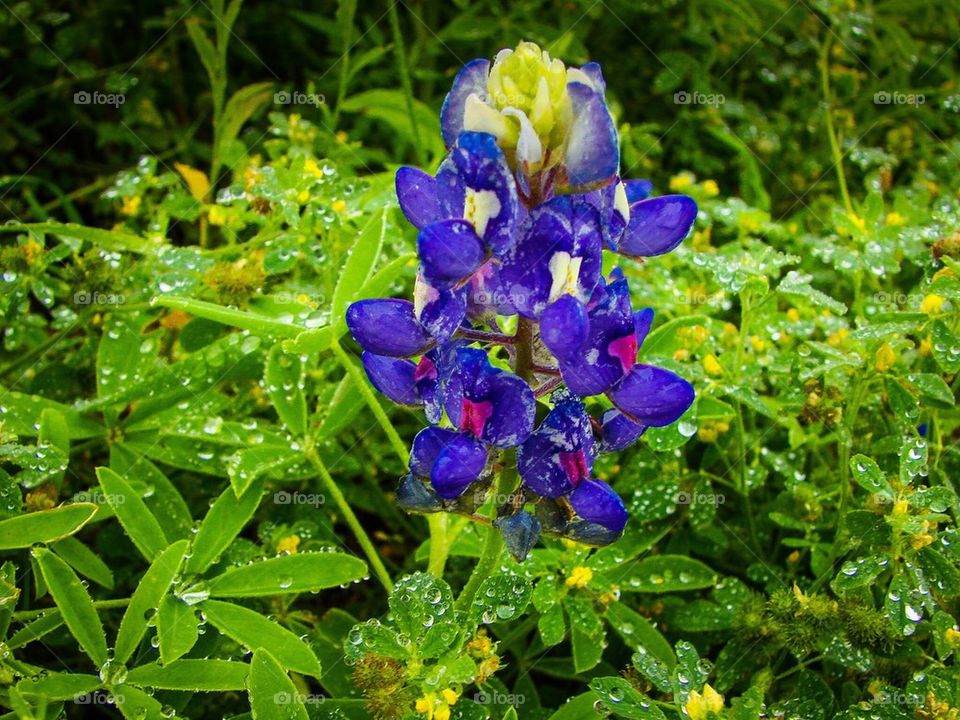 Bluebonnets