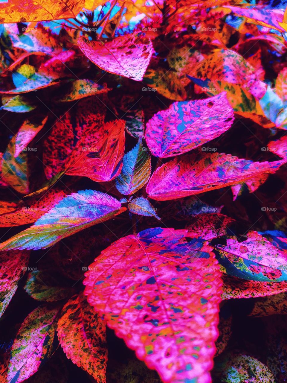 Colorful tree leaves